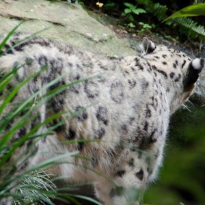 walking snow leopard sydney zoo - MagCarbone photo