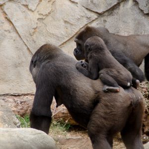 Western Lowland Gorilla - Magali Carbone photo