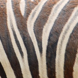 zebra sydney zoo - Magali Carbone photo