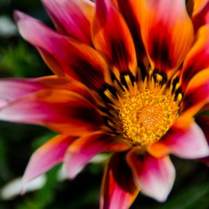 Closeup flower New-Zealand - MagCarbone photo