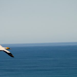 Gannet at Cape Kidnappers - MagCarbone photo