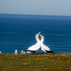 Ganet colony Cape Kidnappers - MagCarbone photo