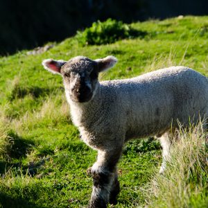 Sheep at Shakespear park - Magali Carbone photo