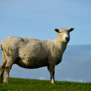 Sheep at Shakespear regional park - MagCarbone photo