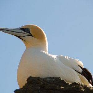 Gannet Cape Kidnappers - Magali Carbone photo