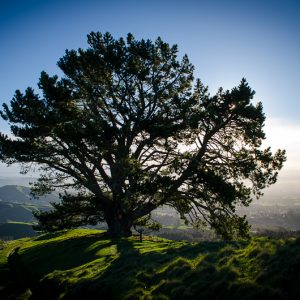 Backlight tree - Magali Carbone photo