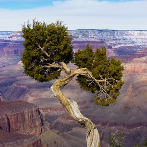 Arbre grand canyon - Magali Carbone photo