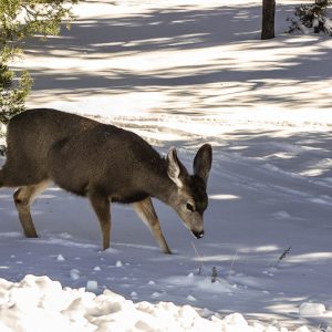 Biche sauvage USA - Magali Carbone photo