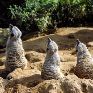 Suricate zoo San-Francisco - Magali Carbone photo