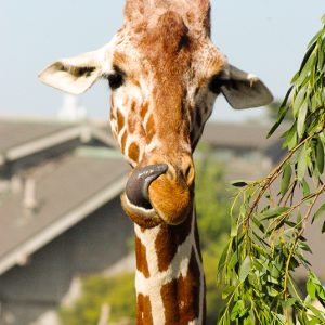 Nose-picking girafe San-Francisco Zoo - MagCarbone photo