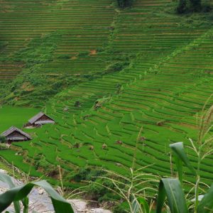 Sapa rizière Vietnam - Magali Carbone photography