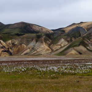 White flowers Landmannalaugar trek iceland