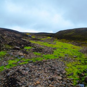 Green moss path landmannalaugar iceland - Magali Carbone photo
