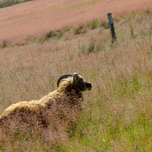Bucolic sheep Iceland - Magali Carbone photo