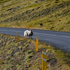 Sheep on the road Iceland - Magali Carbone photo