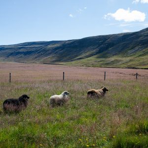 Three icelandic sheep - Magali Carbone photo