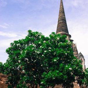 Ayutthaya tree and temple - Magali Carbone photo