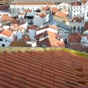 Pigeon on a roof lisboa - Magali Carbone photo