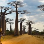 allée des babobab morondava madagascar - MagCarbone photo