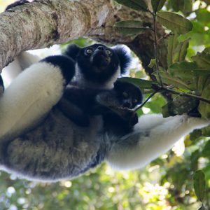 Indri, le grand lémurien de madagascar - MagCarbone photo