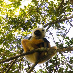 Sifaka lémurien madagascar - MagCarbone phto