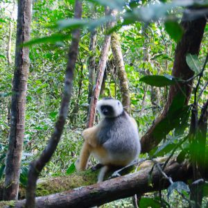 Sifaka lémurien Madagascar - MagCarbone photography