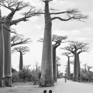 enfants devant allée des baobabs madagascar - MagCarbone photo