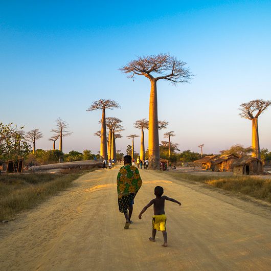 Allée des Baobabs madagascar - MagCarbone photography