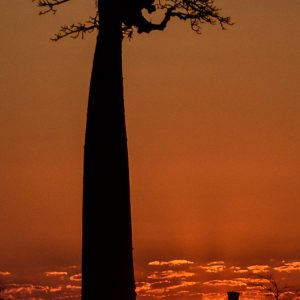 passante baobab coucher de soleil madagascar - MagCarbone photo
