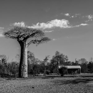 baobab et maison madagascar - MagCarbone photo