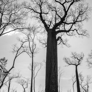 forêt baobabs madagascar - Magali Carbone photography