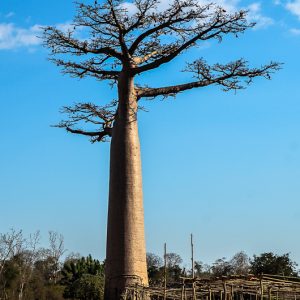 Grand baobab madagascar - MagCarbone photo