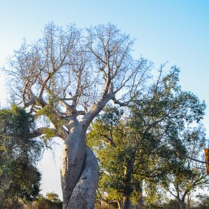 Baobabs amoureux madagascar - MagCarbone photo
