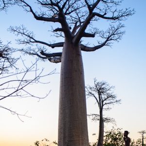 Devant le baobab madagascar - Magali Carbone photo