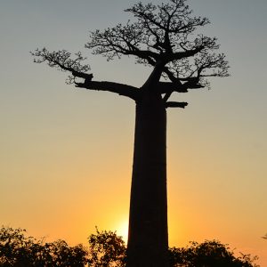 Soleil et Baobab madagascar - MagCarbone photo