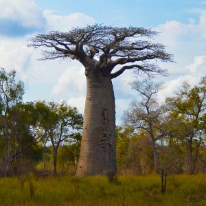 gros baobab madagascar - Magali Carbone photo