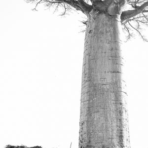 groupe villageaois sous un baobab madagascar - MagCarbone photo